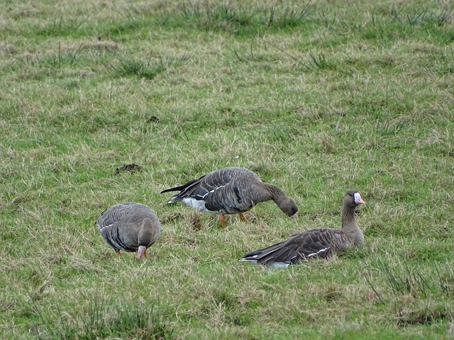 在训练中投 在训练中投