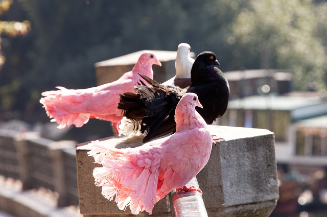 黄金期留在 黄金期留在